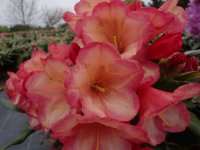 Rhododendron yakushimanum Barbarella ® - INKARHO