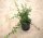 Zwergmispel -Teppichmispel Coral Beauty Strauch - Cotoneaster x suecicus Coral Beauty 5 Pflanzen, 20-30 cm, jede im 1 Liter Topf