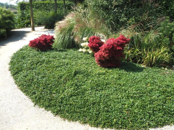 Teppichmispel Zwergmispel radicans - Cotoneaster dammeri radicans Pflanze, 20-30 cm, im 1 Liter Topf