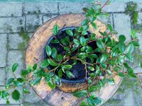 Teppichmispel Zwergmispel radicans - Cotoneaster dammeri radicans Pflanze, 20-30 cm, im 1 Liter Topf