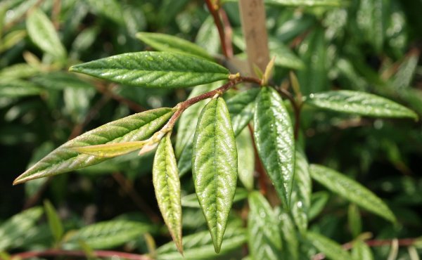 Weidenbl&auml;ttrige Strauchmispel - Cotoneaster salicifolius var. floccosus