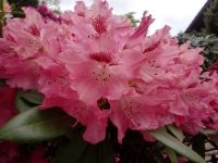 Rhododendron yakushimanum Bad Zwischenahn ® - INKARHO