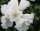 Rhododendron yakushimanum Schneekissen &reg; - INKARHO