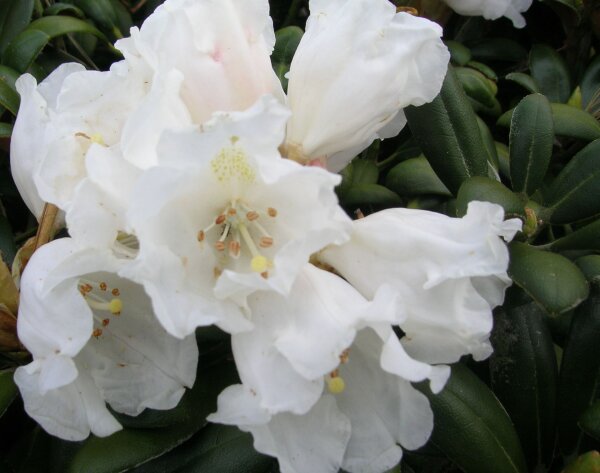 Rhododendron yakushimanum Schneekissen ® - INKARHO 20-25 cm, Strauch im Container