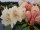 Rhododendron yakushimanum Festivo ® - INKARHO
