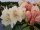 Rhododendron yakushimanum Festivo ® - INKARHO 30-40 cm, Strauch im Container