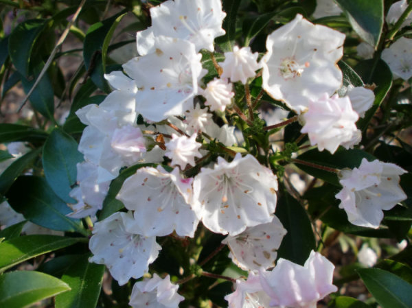 Kalmie Elf - Kalmia - Lorberrose