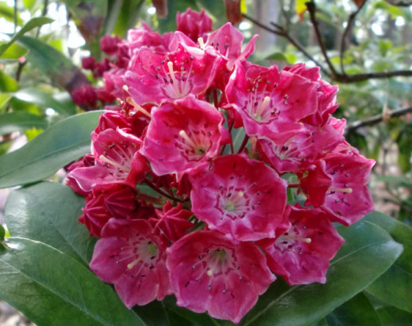 Kalmie Ostbo Red - Kalmia - Lorberrose