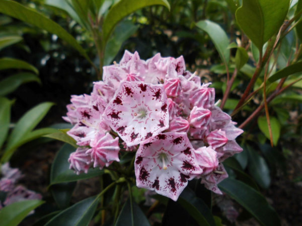 Kalmie Moyland - Kalmia - Lorberrose
