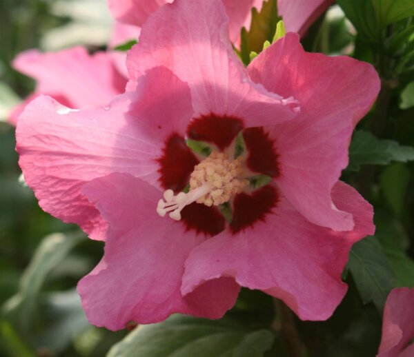 Roseneibisch - Eibisch - Hibiskus  Woodbridge ® Hibiscus syriacus 40-60 cm, Strauch im 3Liter Container