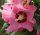 Roseneibisch - Eibisch - Hibiskus  Woodbridge ® Hibiscus syriacus 40 - 60 cm, Strauch im 3 Liter Container