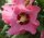 Roseneibisch - Eibisch - Hibiskus  Woodbridge ® Hibiscus syriacus 40-60 cm, Strauch im 3Liter Container