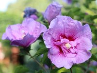 Hibiscus syriacus Lavender Chiffon ® Eibisch -...