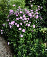 Hibiskus Roseneibisch Eibisch Lavender Chiffon ®  Hibiscus syriacus Lavender Chiffon ®