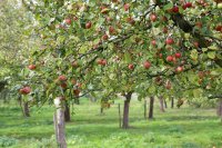 Apfelbaum Celler Dickstiel - Malus domestica