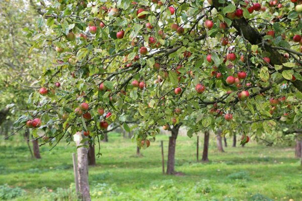 Apfelbaum Celler Dickstiel - Malus Halbstamm, ca. 170 cm, im 10 Liter Container