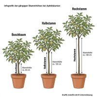 Apfelbaum Croncels - Malus domestica