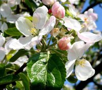 Apfelbaum Geheimrat Dr. Oldenburg - Malus domestica...