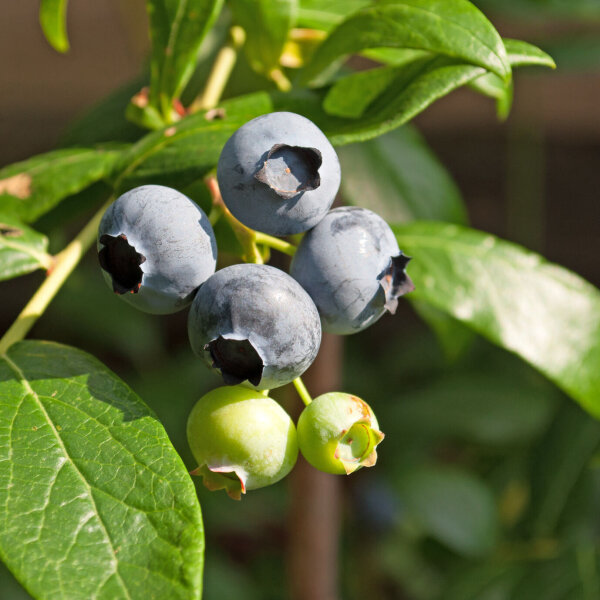 Heidelbeere Blaubeere Vaccinium Bluejay 30-40 cm, Strauch im Container