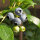 Heidelbeere Blaubeere Vaccinium Bluejay 60-80 cm, Strauch im 7,5 Liter Container