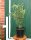 Korkenzieherweide - Salix matsudana Tortousa 60-100 cm, verpflanzter Strauch ab 3 Triebe, wurzelnackt