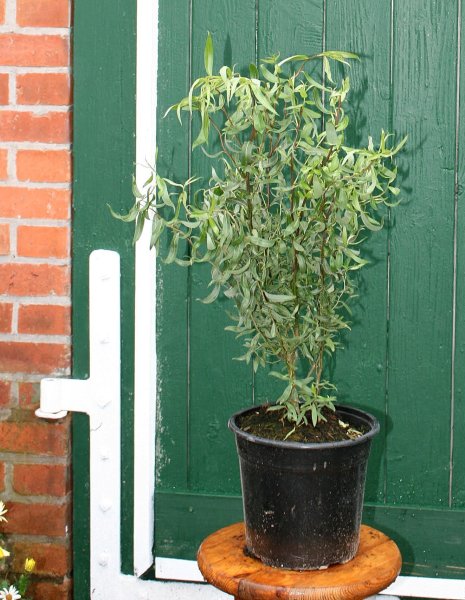 Korkenzieherweide - Salix matsudana Tortousa 60-100 cm, Strauch im 5 Liter Container