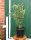 Korkenzieherweide - Salix matsudana Tortousa 60-100 cm, Strauch im 5 Liter Container