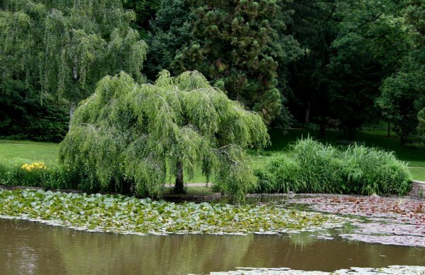 Trauerbirke H&auml;ngebirke Youngii Betula pendula Youngii - Hochstamm