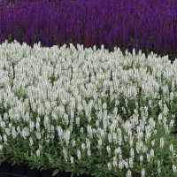 Wei&szlig;er Bl&uuml;hsalbei Ziersalbei Adrian Salvia nemorosa