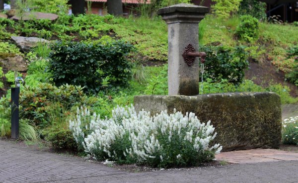 Weißer Blühsalbei Ziersalbei Adrian Salvia nemorosa Staude im 1Liter Topf