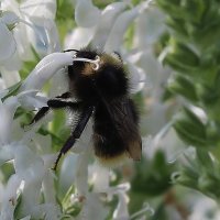 Weißer Blühsalbei Ziersalbei Adrian Salvia nemorosa Staude im 1Liter Topf