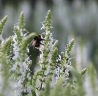 Weißer Blühsalbei Ziersalbei Adrian Salvia nemorosa Staude im 1Liter Topf