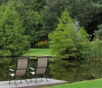 Sumpfzypresse - Taxodium distichum