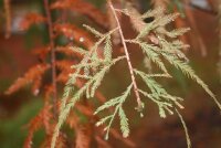 Sumpfzypresse - Taxodium distichum 100-125 cm, im 7,5 Liter Container