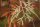 Sumpfzypresse - Taxodium distichum 100-125 cm, im 7,5 Liter Container