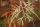 Sumpfzypresse - Taxodium distichum  80-100 cm, im 7,5 Liter Container