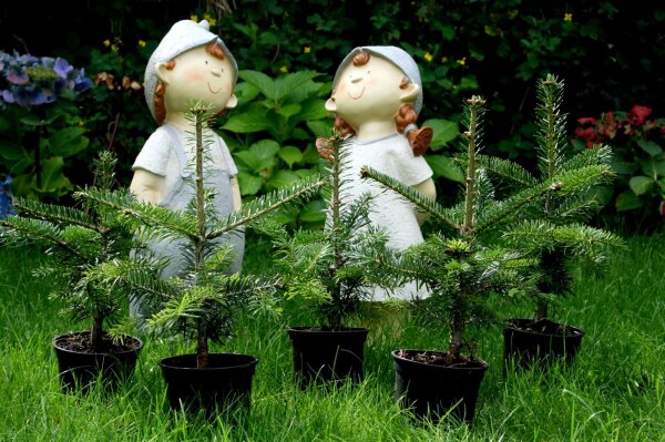 Nordmanns-Tanne - Abies nordmanniana  3-jährig verschulter Sämling, 10-15 cm, im Pflanztopf