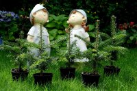 Nordmanns-Tanne - Abies nordmanniana  3-jährig...