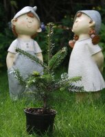 Nordmanns-Tanne - Abies nordmanniana  3-jährig verschulter Sämling, 10-15 cm, im Pflanztopf