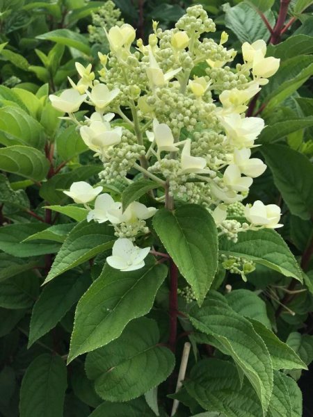 Hortensie Wims Red Hydrangea paniculata - Rispenhortensie Stämmchen, Zierstamm, Stammhöhe ca. 80 cm, Krone einjährig, im 5 Liter Container