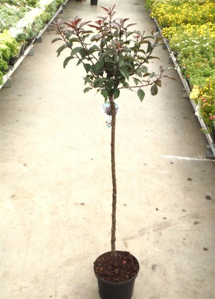 Zwergblutpflaume - Stämmchen - Prunus cistena
