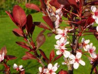 Zwergblutpflaume - Stämmchen - Prunus cistena