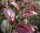 Zwergblutpflaume - St&auml;mmchen - Prunus cistena