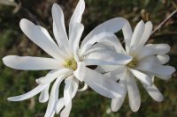 Sternmagnolie - Magnolie - Magnolia stellata