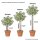 Apfelbaum Piros® - Malus domestica