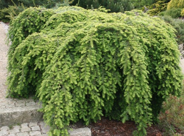 Hemlocktanne Hängeform - Tsuga canadensis Pendula