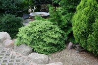 Tsuga canadensis Nana  - Zwerg Hemlocktanne 25-30 cm, im...
