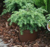 Tsuga canadensis Nana  - Zwerg Hemlocktanne 25-30 cm, im 3-Liter Container