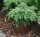 Tsuga canadensis Nana  - Zwerg Hemlocktanne 25-30 cm, im 3-Liter Container