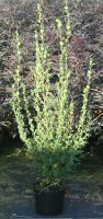 Strauchbirke - Betula humilis